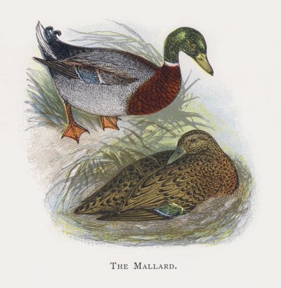 The Mallard by Alexander Francis Lydon